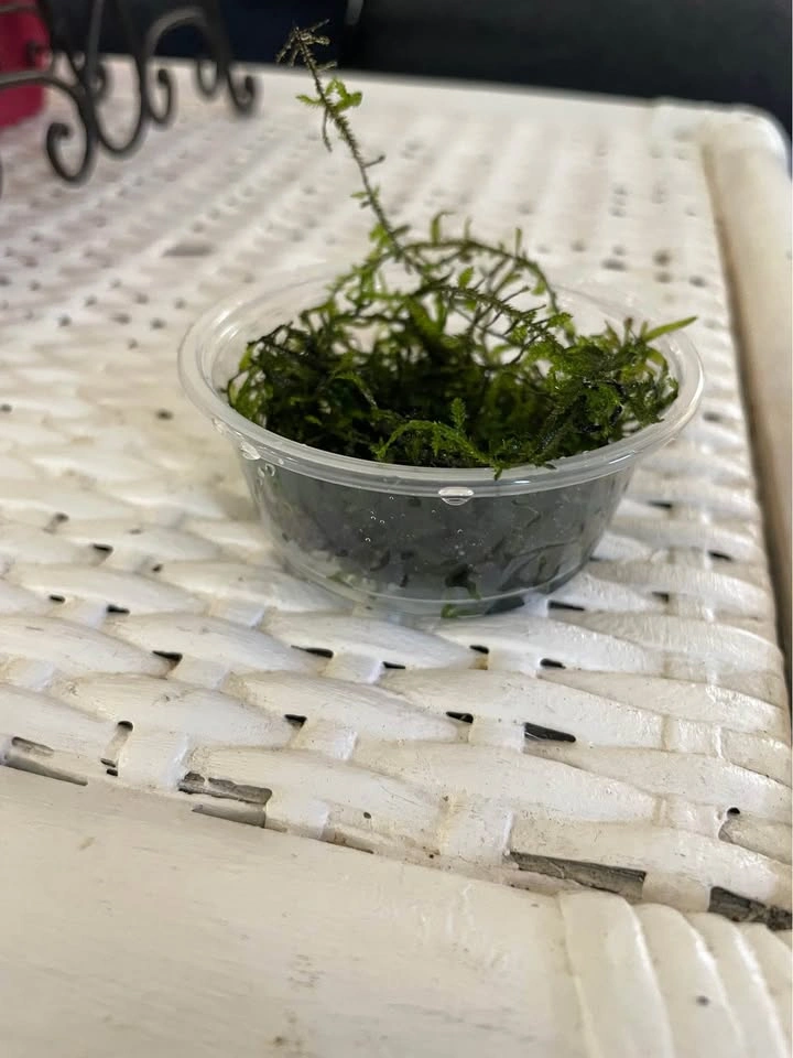 JAVA MOSS!! + duckweed - photo 4