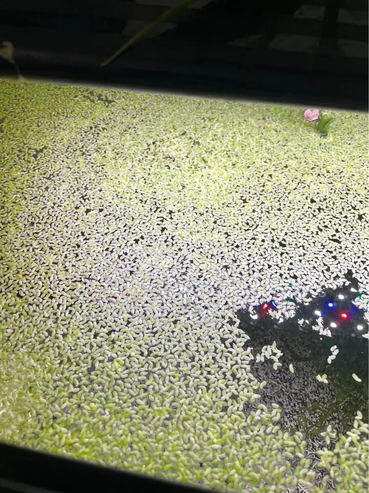 JAVA MOSS!! + duckweed - photo 5