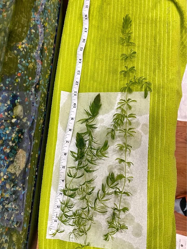 TOO MUCH HORNWORT