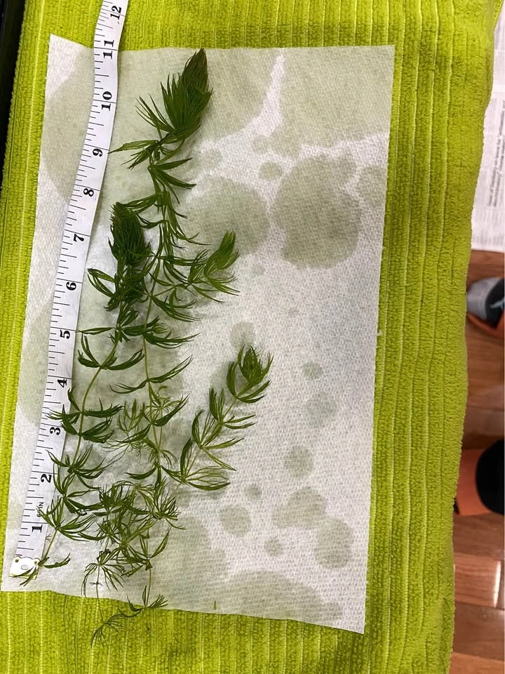 TOO MUCH HORNWORT - photo 2