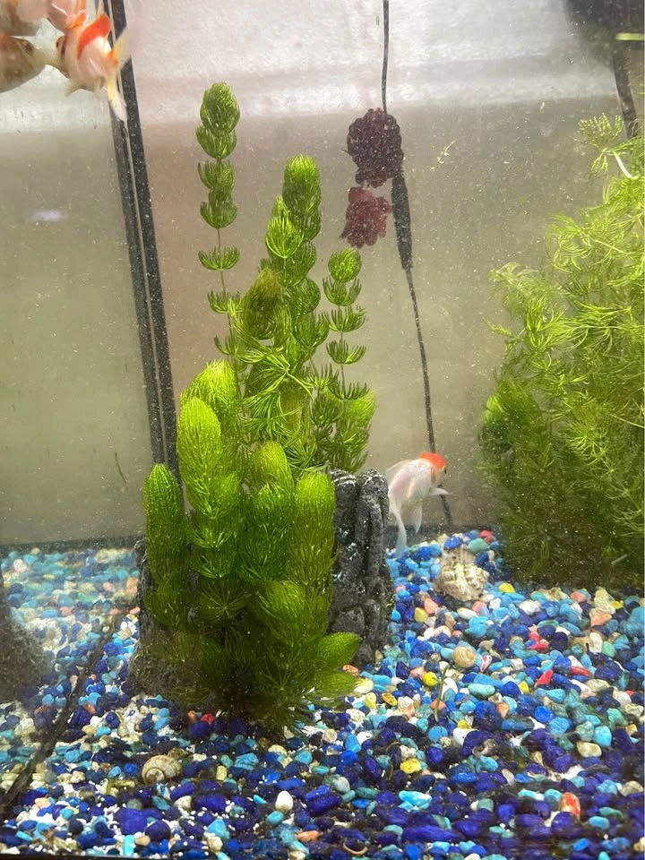 TOO MUCH HORNWORT - photo 3