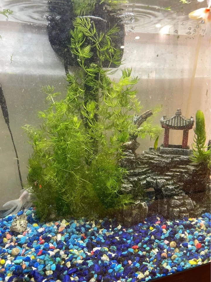 TOO MUCH HORNWORT - photo 4
