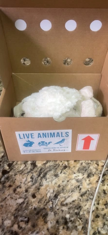 🏈 Purrble Calming Toy Companion - Interactive Plush - photo 4
