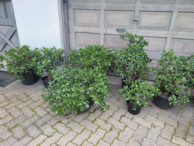 Plant Sale! Oct 4 and 5 from 12pm to 4pm! thumbnail