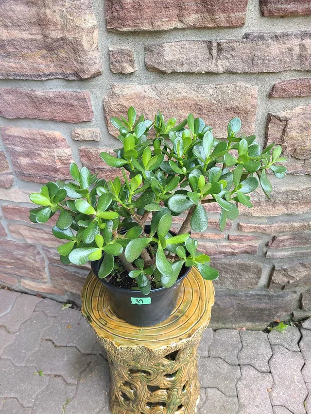 Small-Medium Jade Plant #39 thumbnail