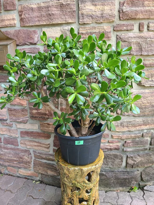 Large Jade Plant #27 image indicator(2)