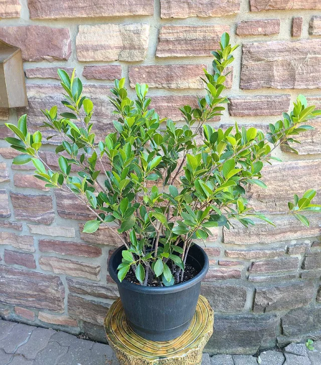Ficus Plant #8 thumbnail