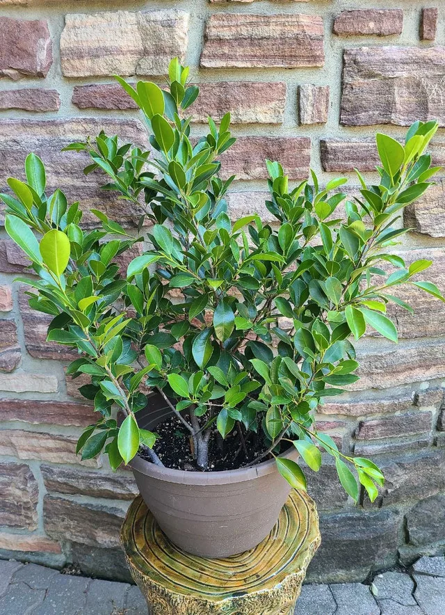 Ficus #5 thumbnail