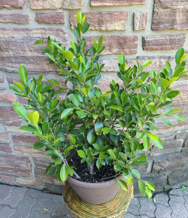 Ficus #5 image indicator(2)