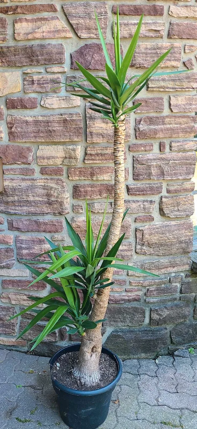 Giant Yucca Tree thumbnail