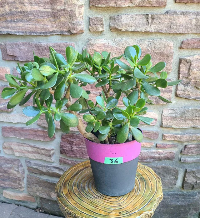 Jade Plant #36 thumbnail