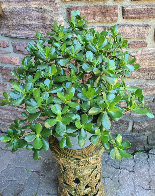 Large Jade Plant #9 image indicator(2)