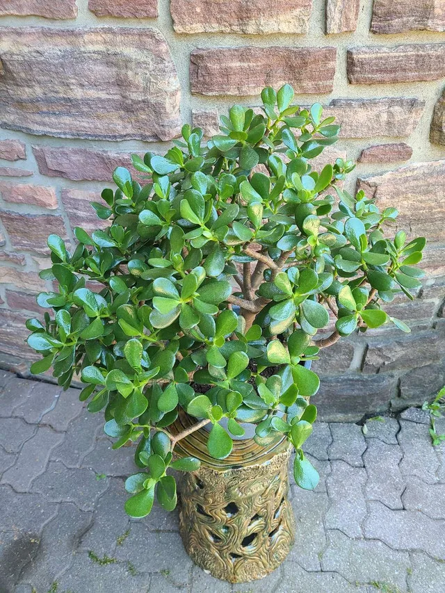 Large Jade Plant #9 image indicator(3)