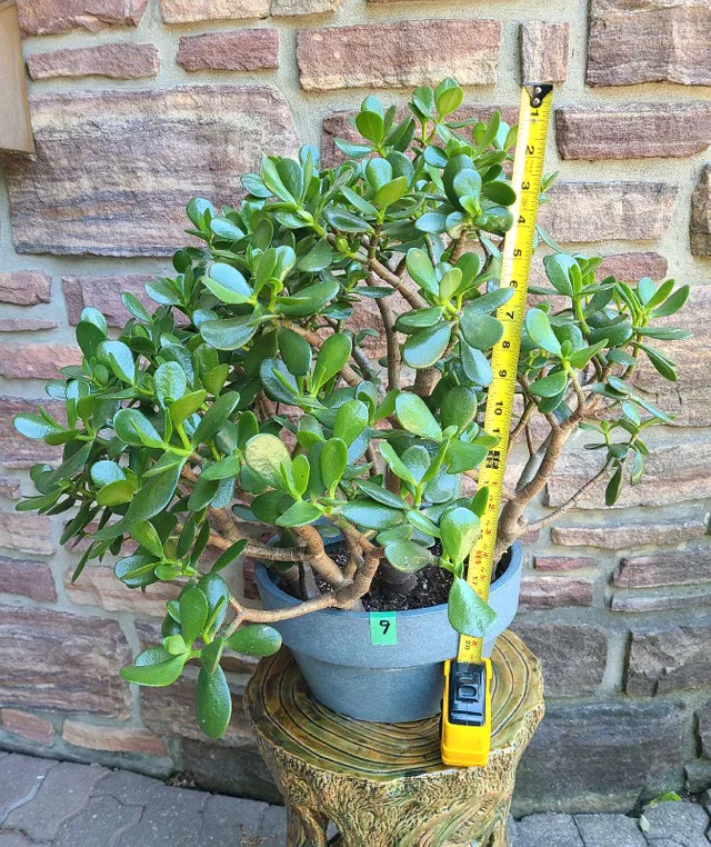 Large Jade Plant #9 image indicator(4)
