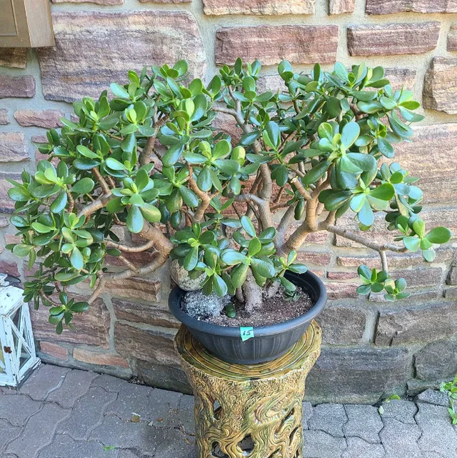Large Jade Plant #15 thumbnail