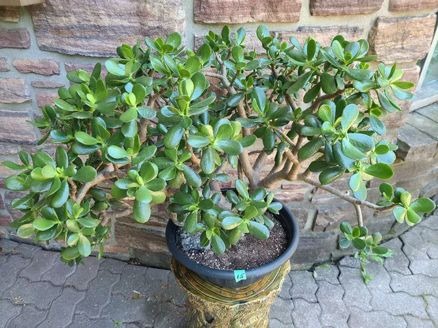 Large Jade Plant #15 image indicator(2)