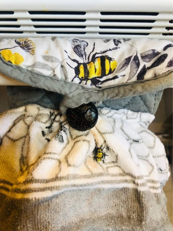Matching Bee Set: Framed Print, Tea Towel, Oven Glove etc 🏈 - photo 4