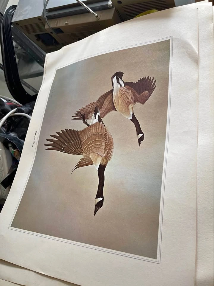 Vintage Prints of nature Martin Glen Loates