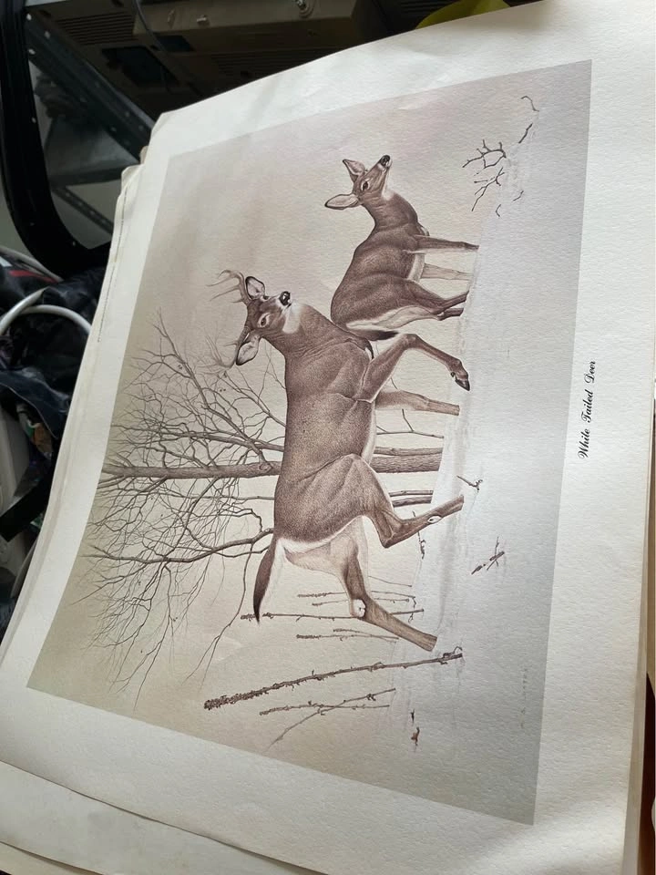 Vintage Prints of nature Martin Glen Loates - photo 2