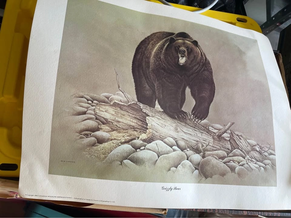 Vintage Prints of nature Martin Glen Loates - photo 3