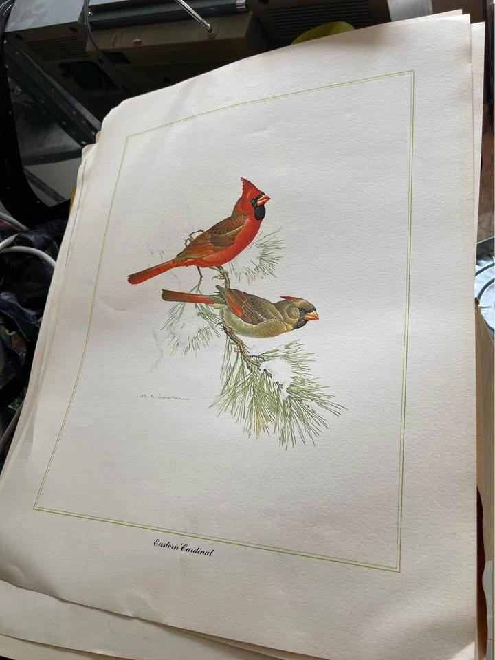 Vintage Prints of nature Martin Glen Loates - photo 4