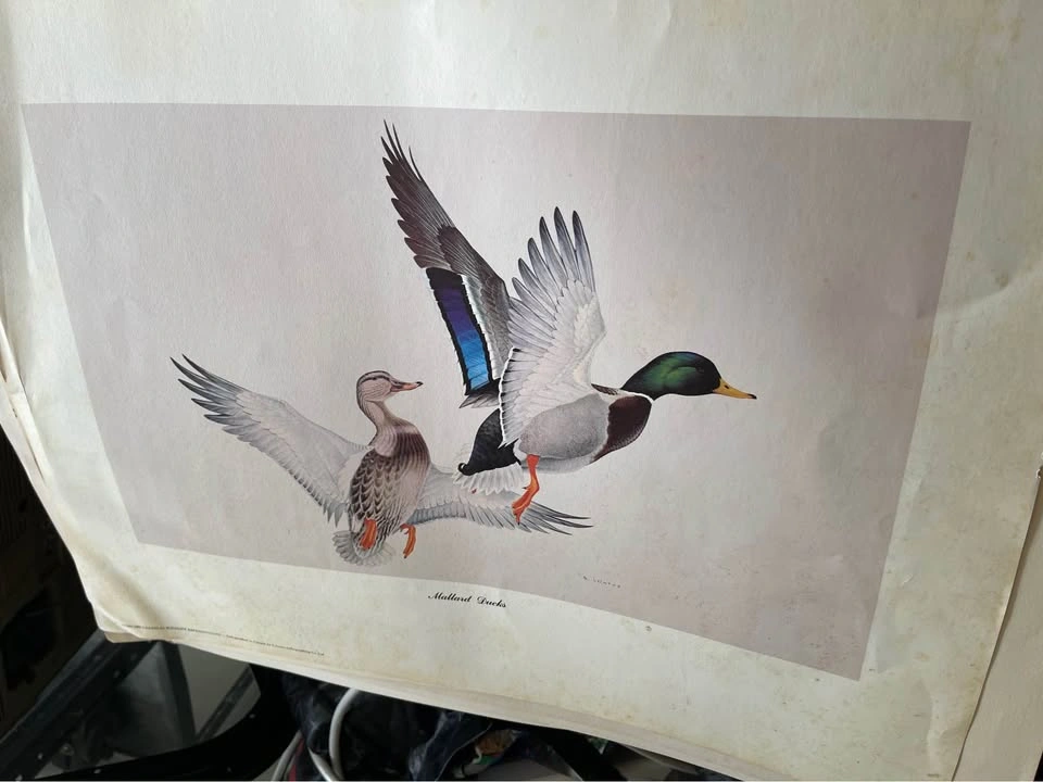 Vintage Prints of nature Martin Glen Loates - photo 5