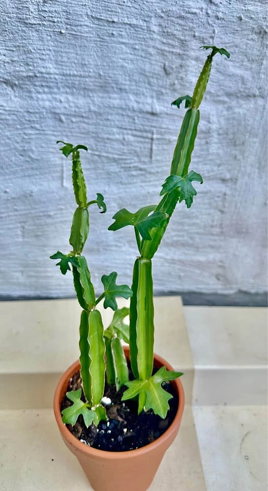 🌿Cucumber Cactus Plant (Cissus quadrangularis) aka Pirandai
