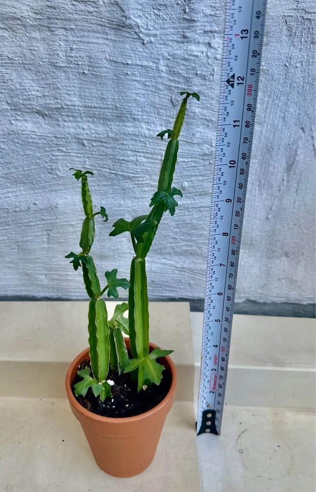 🌿Cucumber Cactus Plant (Cissus quadrangularis) aka Pirandai - photo 2
