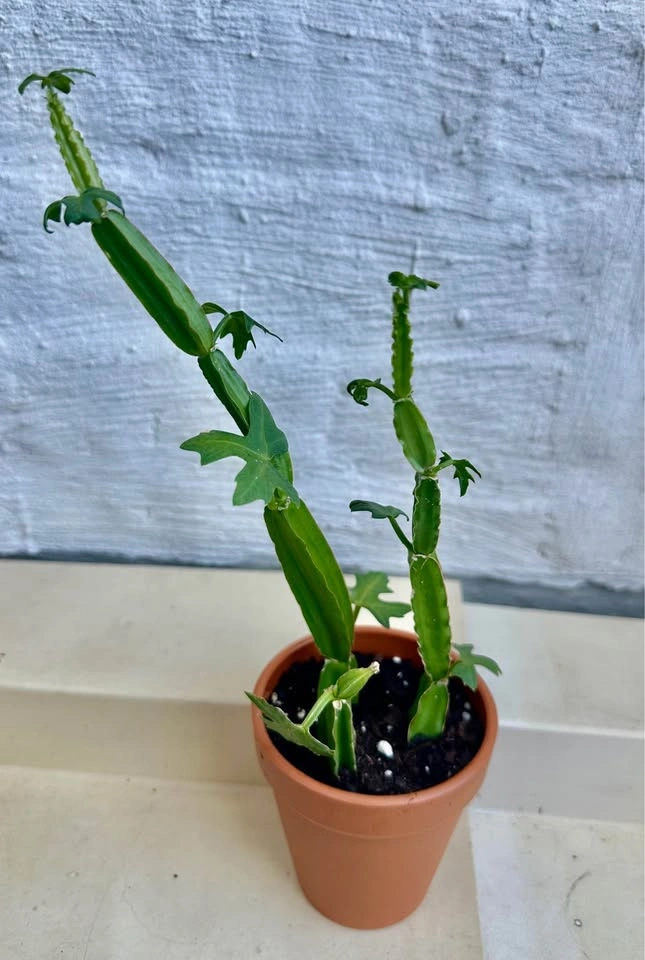 🌿Cucumber Cactus Plant (Cissus quadrangularis) aka Pirandai - photo 3