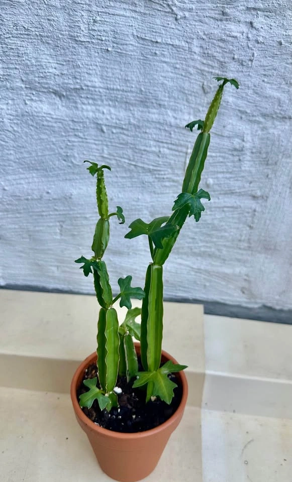 🌿Cucumber Cactus Plant (Cissus quadrangularis) aka Pirandai - photo 4