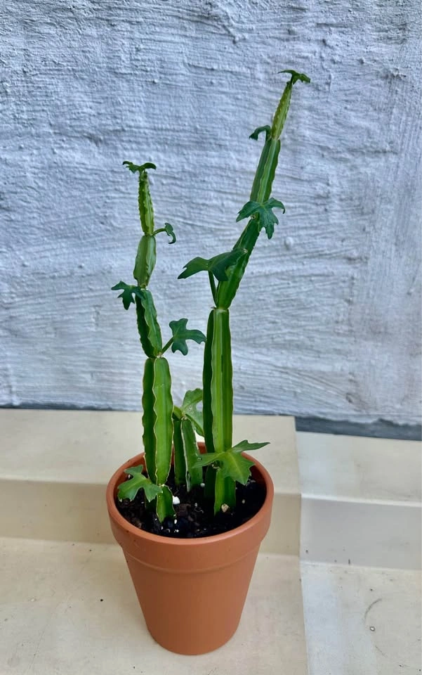 🌿Cucumber Cactus Plant (Cissus quadrangularis) aka Pirandai - photo 5