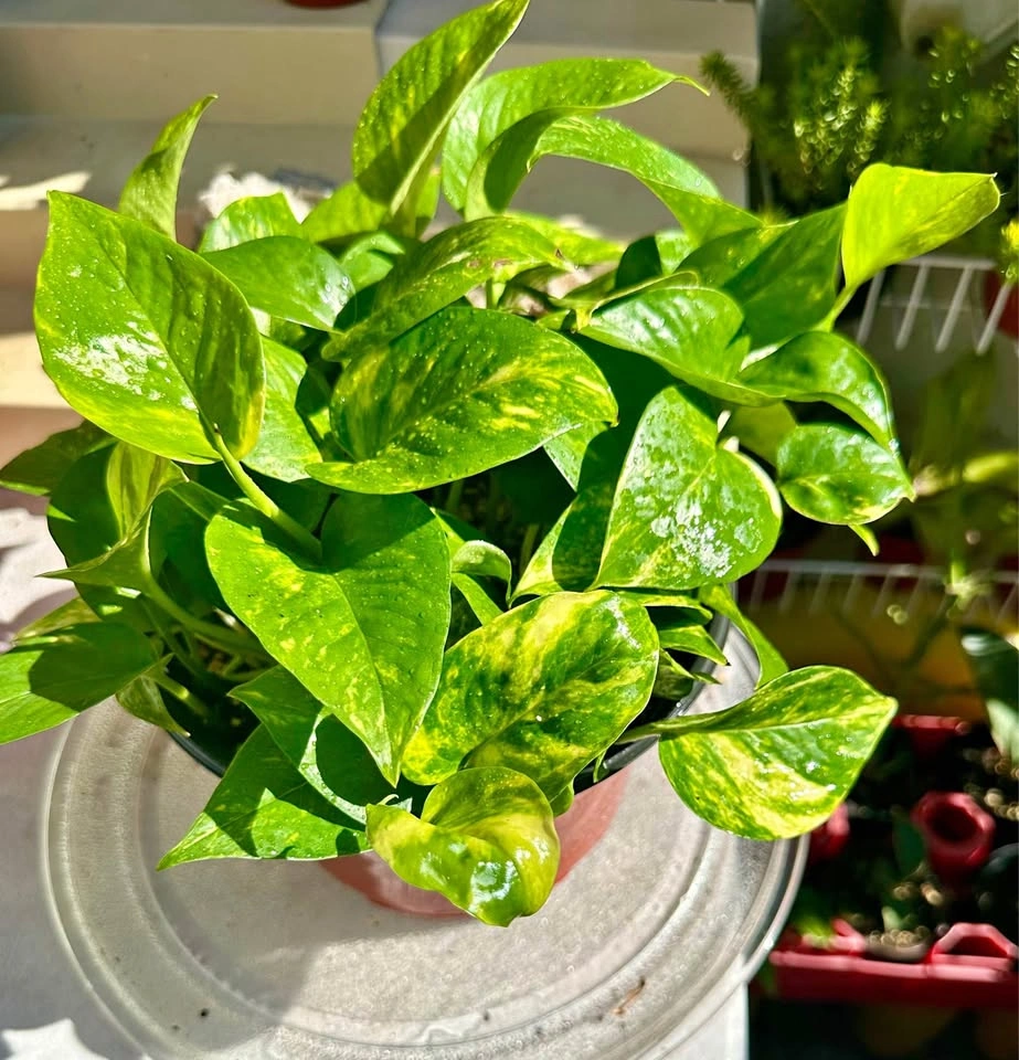 Large Full Golden Pothos Houseplant - 8" Pot