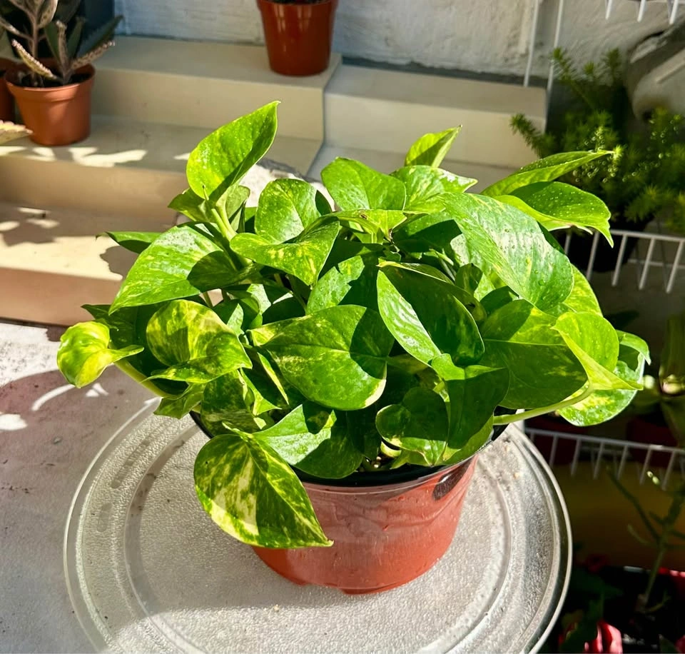 Large Full Golden Pothos Houseplant - 8" Pot - photo 2