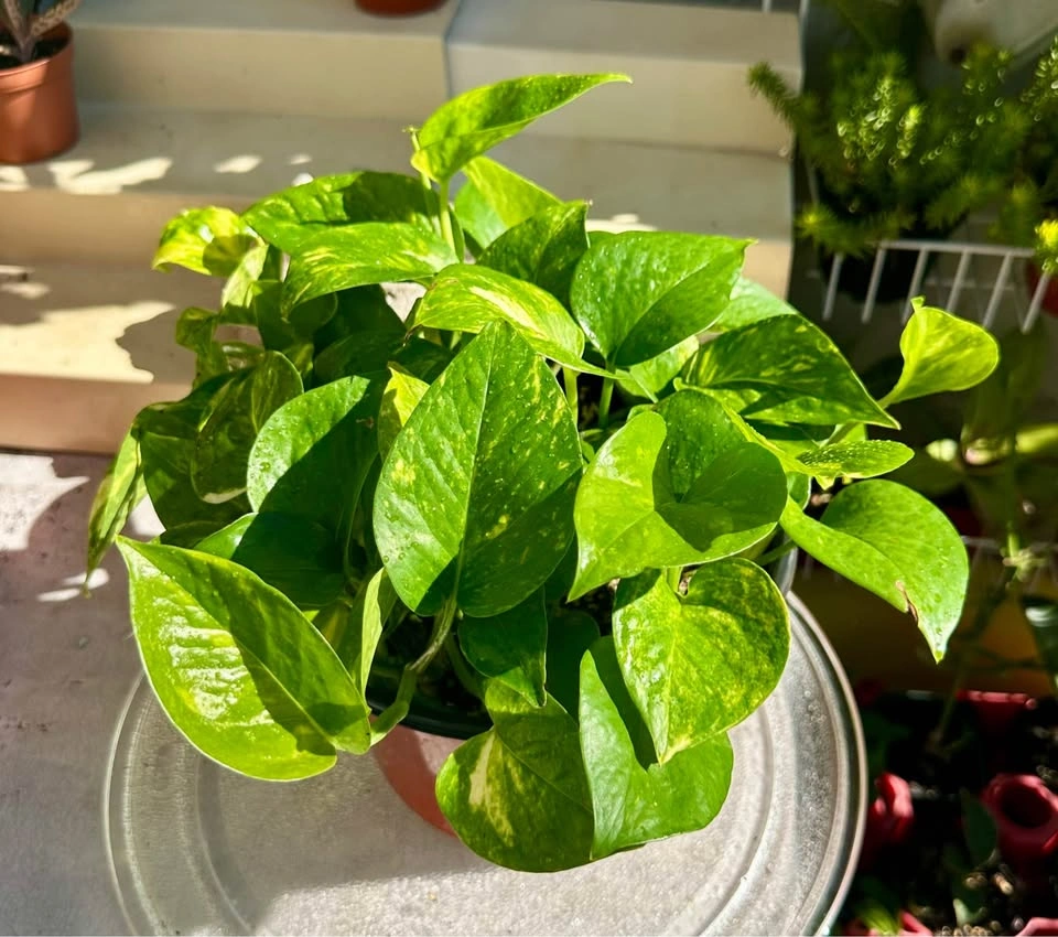 Large Full Golden Pothos Houseplant - 8" Pot - photo 3