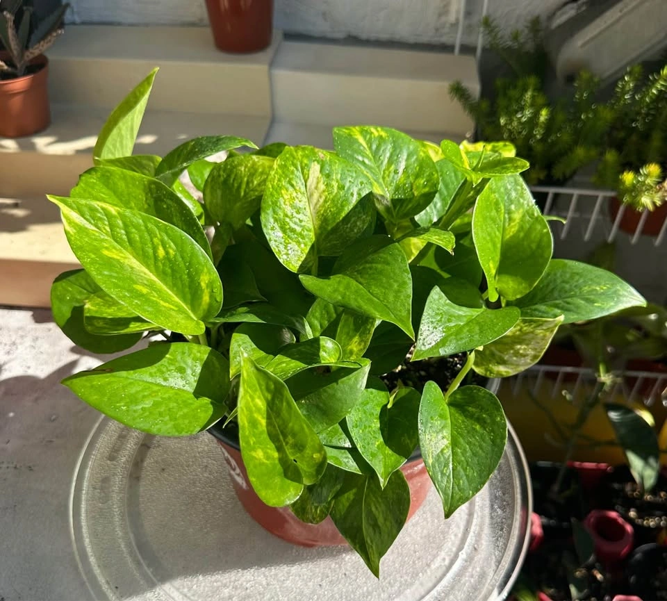 Large Full Golden Pothos Houseplant - 8" Pot - photo 4