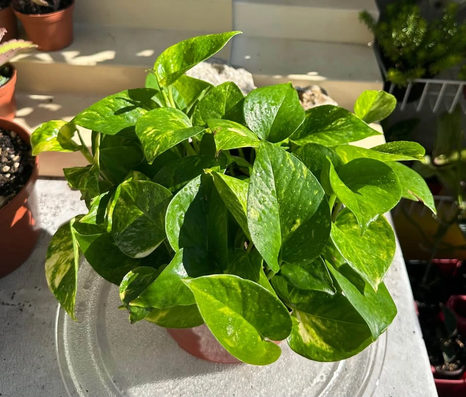 Large Full Golden Pothos Houseplant - 8" Pot - photo 5