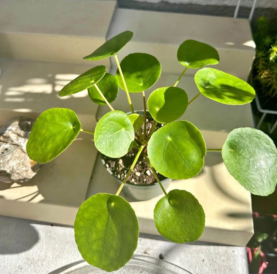🌿Pilea Peperomioides (Chinese Money Plant)