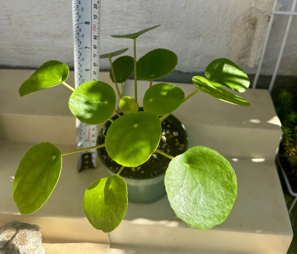 🌿Pilea Peperomioides (Chinese Money Plant) - photo 2