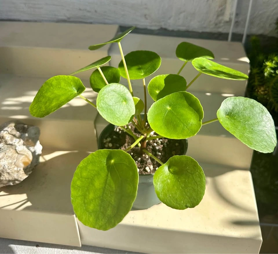 🌿Pilea Peperomioides (Chinese Money Plant) - photo 3