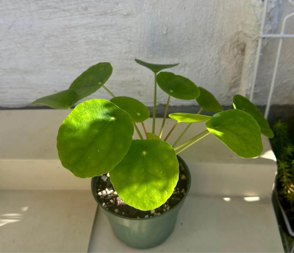 🌿Pilea Peperomioides (Chinese Money Plant) - photo 4