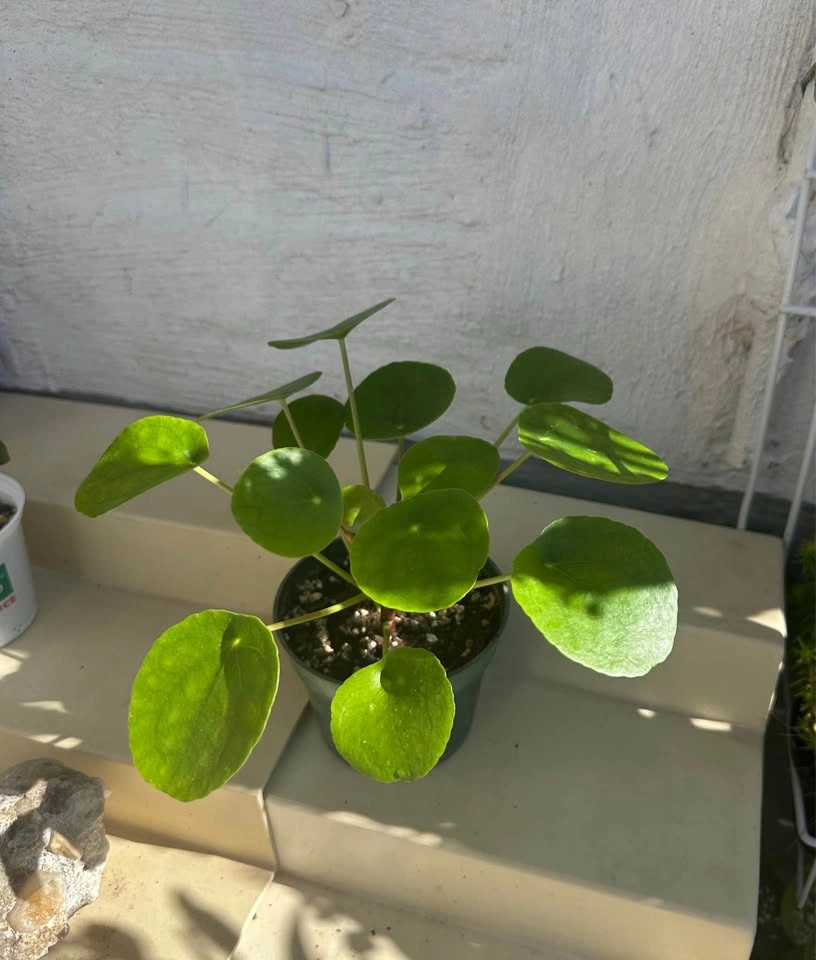 🌿Pilea Peperomioides (Chinese Money Plant) - photo 5
