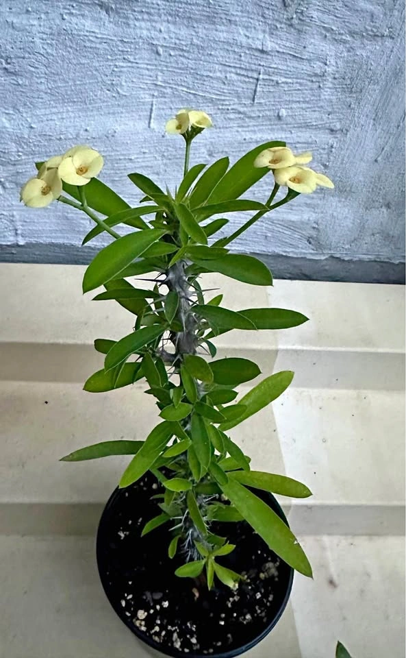 🌼Beautiful Crown Of Thorns Plant!
