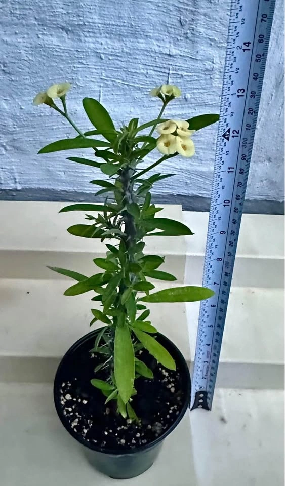 🌼Beautiful Crown Of Thorns Plant! - photo 2