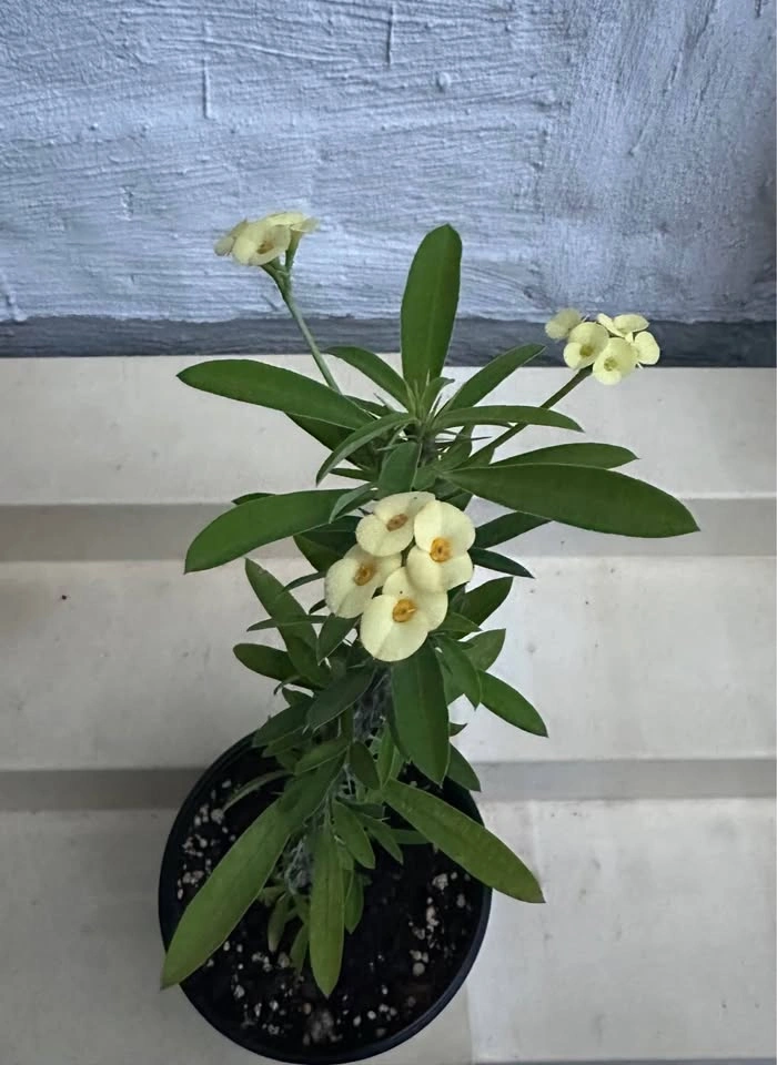 🌼Beautiful Crown Of Thorns Plant! - photo 3