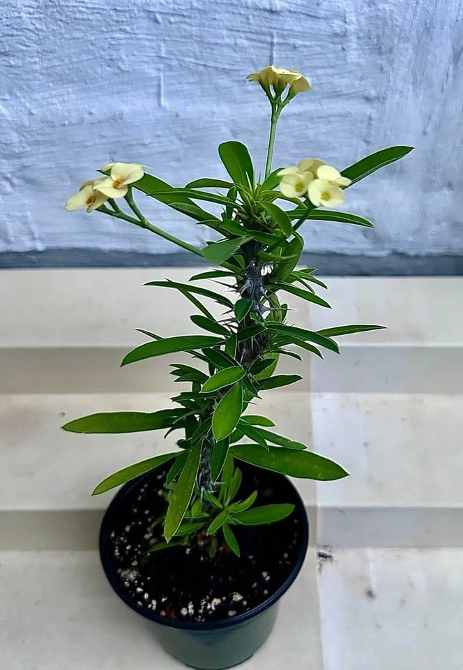 🌼Beautiful Crown Of Thorns Plant! - photo 4