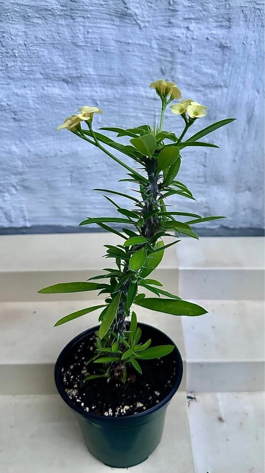 🌼Beautiful Crown Of Thorns Plant! - photo 5