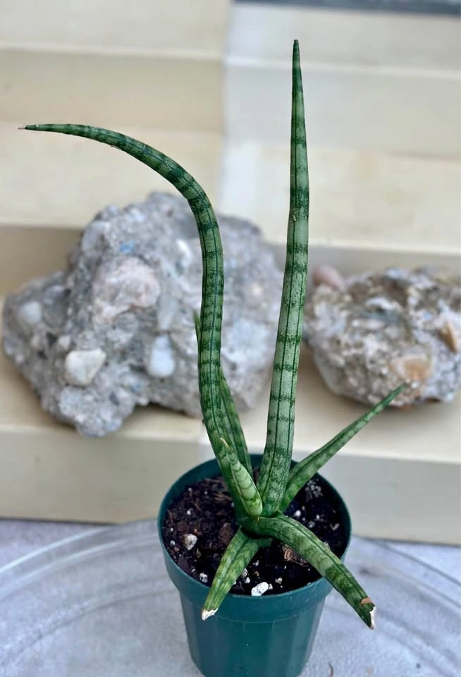 Sansevieria Cylindrical Snake Plant (Dragon Fingers)