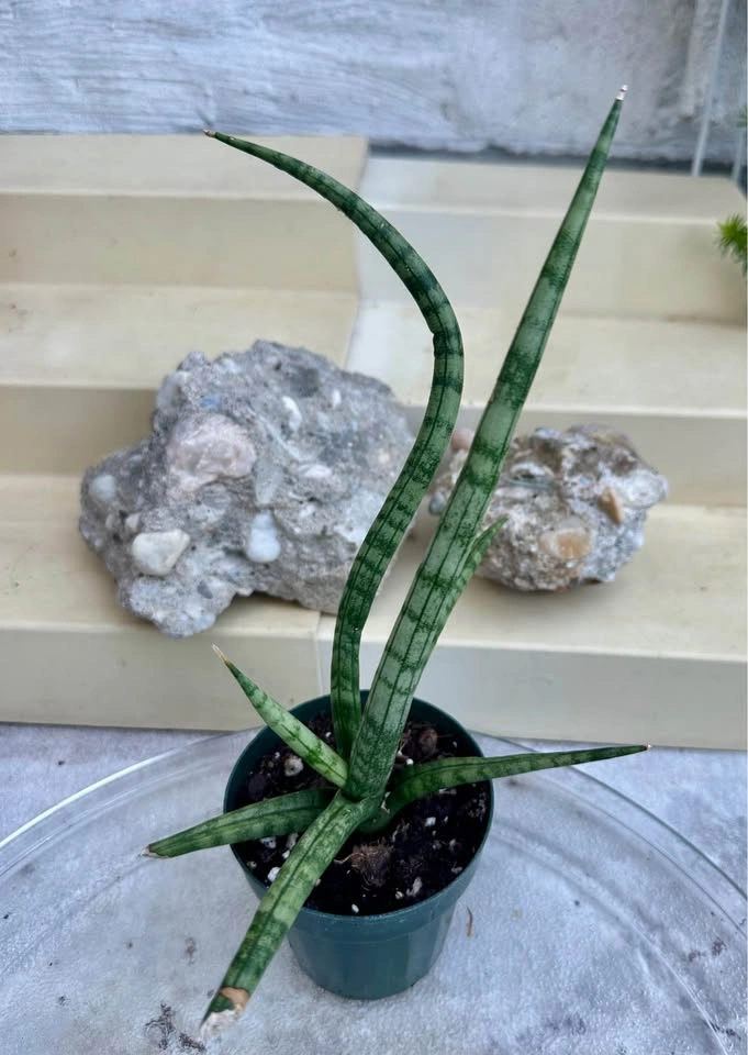 Sansevieria Cylindrical Snake Plant (Dragon Fingers) - photo 2