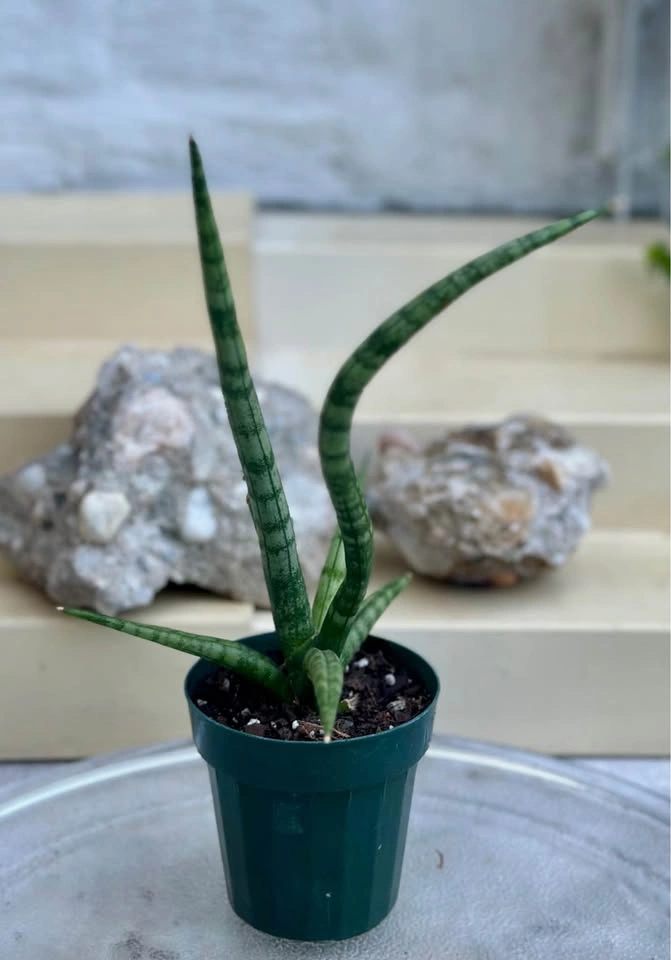 Sansevieria Cylindrical Snake Plant (Dragon Fingers) - photo 3