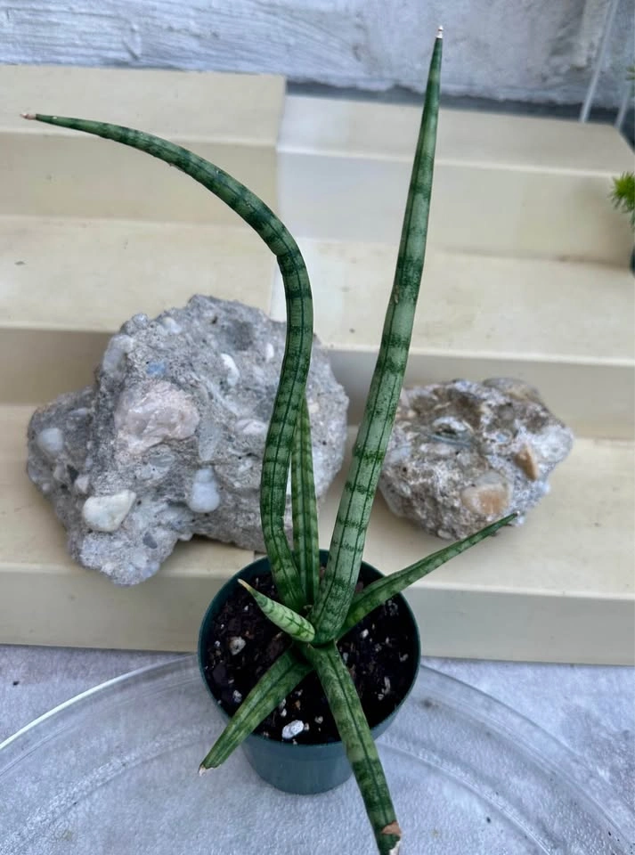Sansevieria Cylindrical Snake Plant (Dragon Fingers) - photo 4